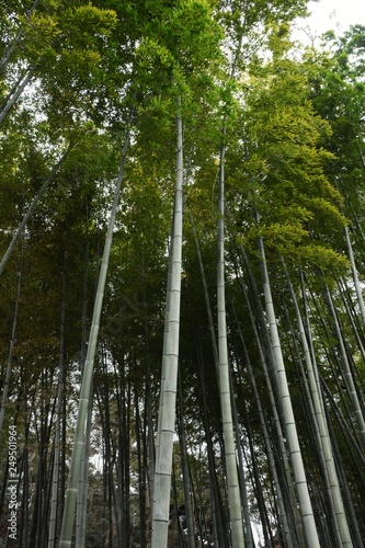 A view of the bamboo forest