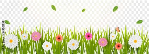 Gerbera daisy flowers decorated transparent background for Hello Spring concept.