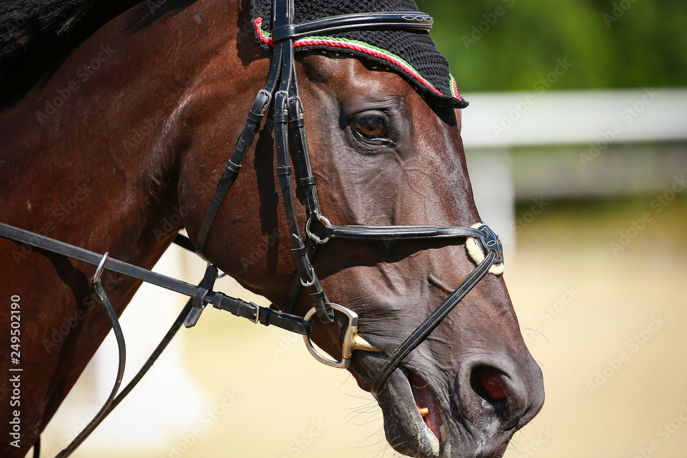 Fototapeta premium Horse in head portrait, photographed from the side in motion in jumping training..
