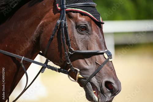 Horse in head portrait, photographed from the side in motion in jumping training..
