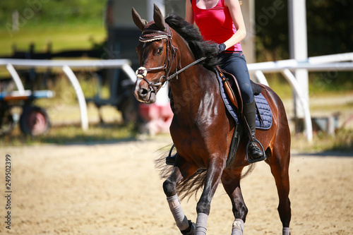 Horse in the riding arena galloping under the rider, photographed in the neckline from the front in the up phase..