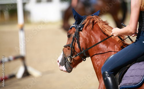 Horse in head portrait, photographed from the side in motion in jumping training.. © RD-Fotografie