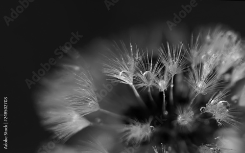 Art photo of dandelion close-up on black background. Drops of mo
