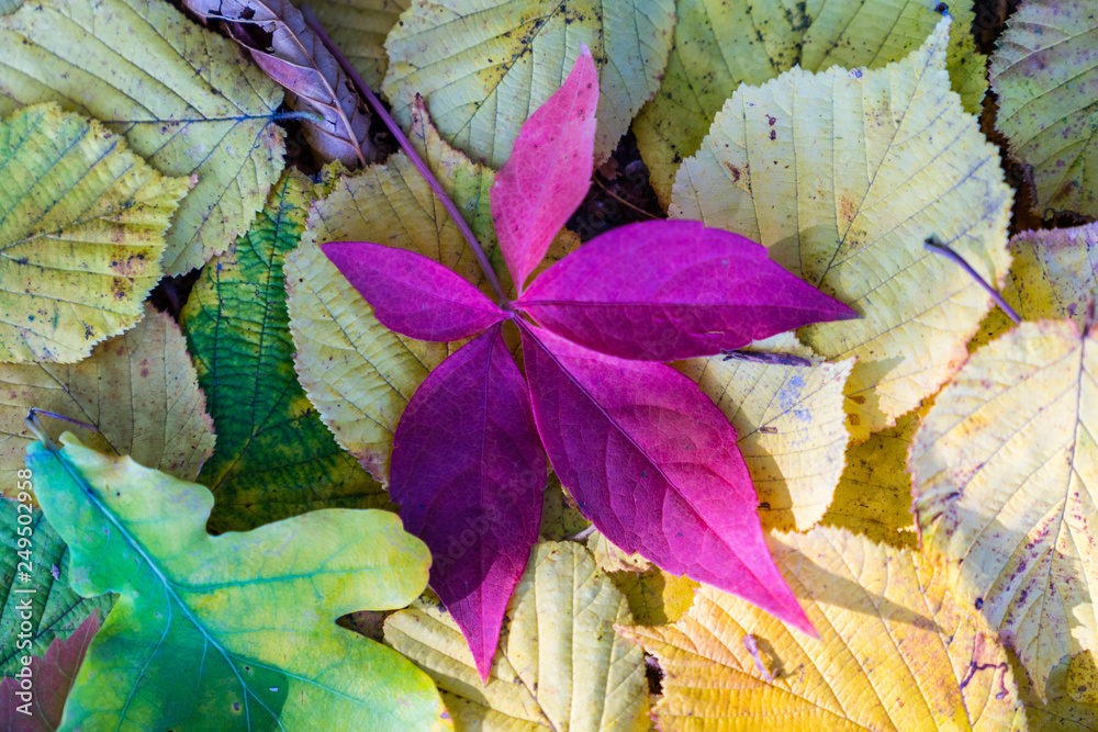 Colorful leafage covering the ground in autumn season