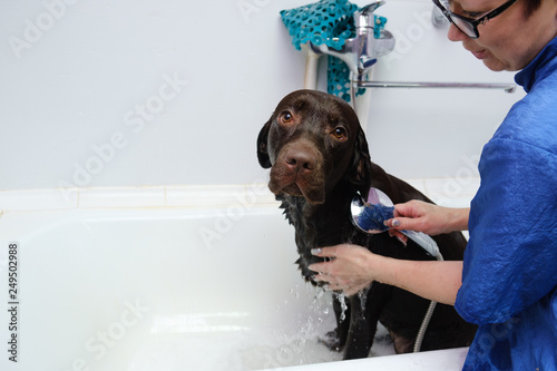 Dog breed Labrador washed in the grooming salon for dogs © Евгений Миллер