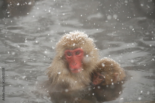 温泉に入るニホンザル親子（Snow Monkey）