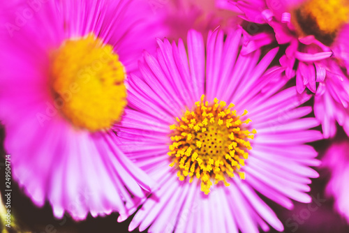 Bright fuchsia chrysanthemums with colorful gentle background. Romantic garden flowers. Blossom. Festive lovely photo for birthday cards, invitations, wedding, valentines, print, poster. Pink garden