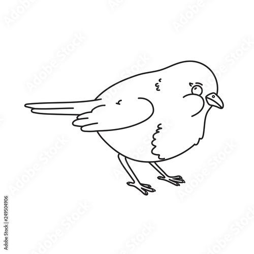 Hand drawn illustration of robin bird.Vector outline illustration.