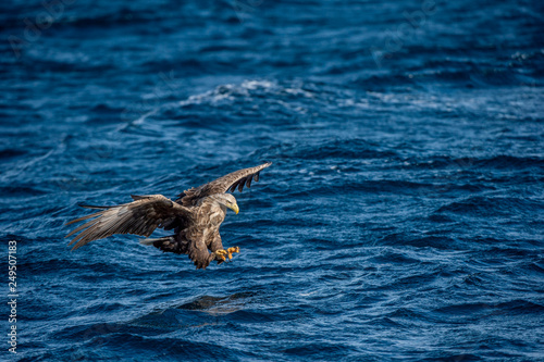 White-tailed eagle is fishing. Blue Ocean Background. Scientific name: Haliaeetus albicilla, also known as the ern, erne, gray eagle, Eurasian sea eagle and white-tailed sea-eagle. © Uryadnikov Sergey