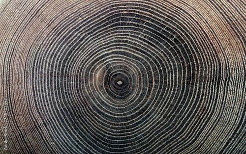 rings texture of cork  tree