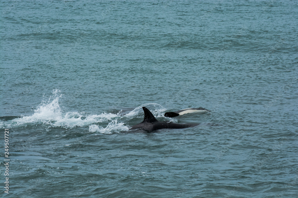 Fototapeta premium Killer whales hunting sea lions, Peninsula Valdes, Patagonia, Argentina
