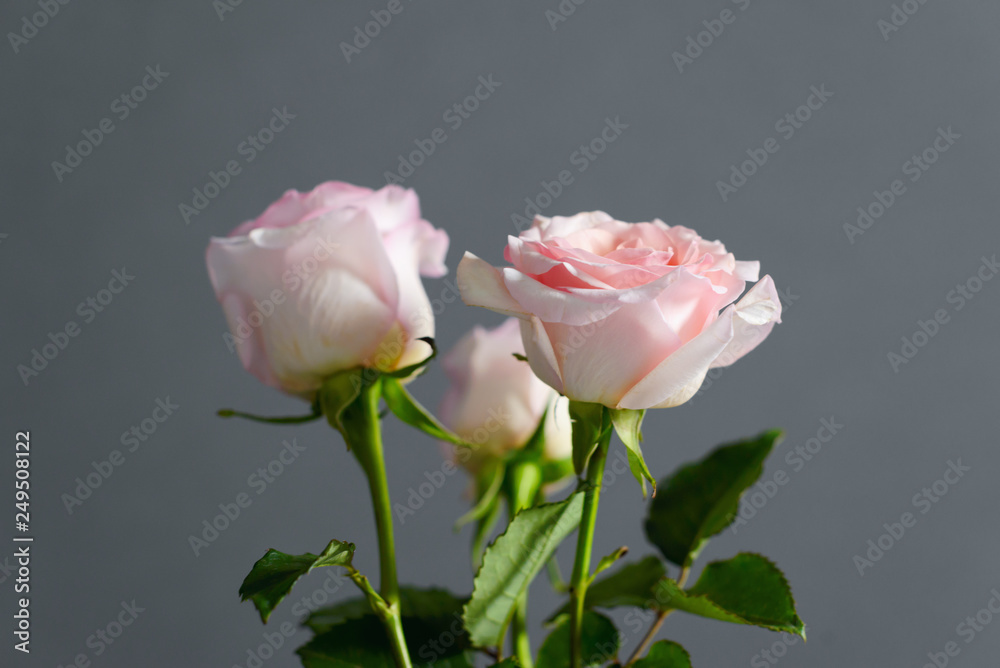 Three roses in a glass vase on a grey background. - Valentine's day and March 8 concept of women's mother's Day.