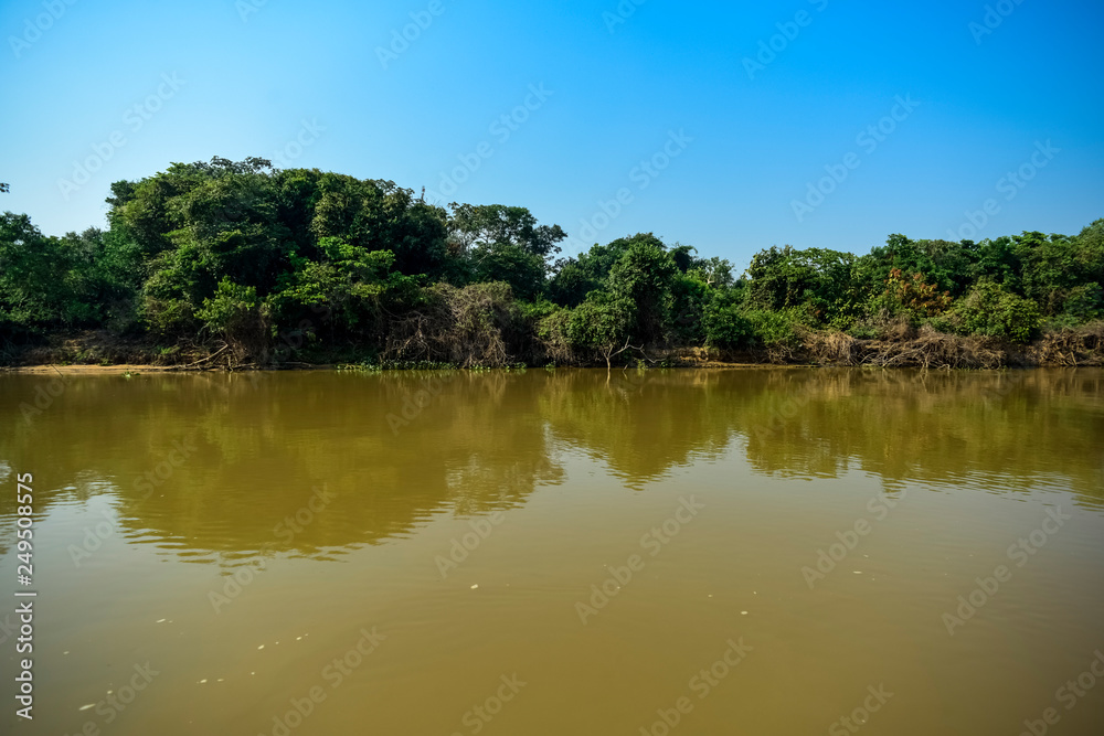 River landscape and jungle,Pantanal, Brazil River landscape and jungle,Pantanal, Brazil