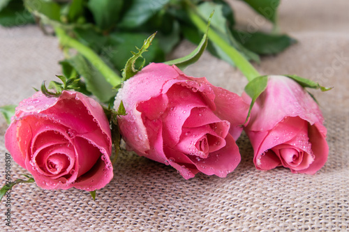 Three pink roses in drops of water on a burlap background