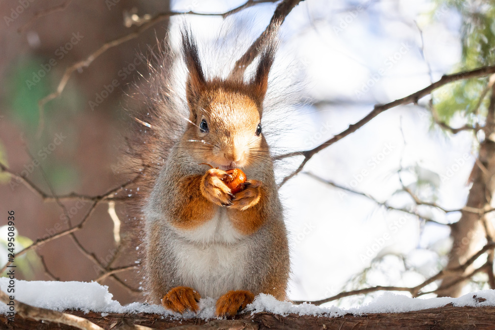 squirrel snow winter squirrel snow winter