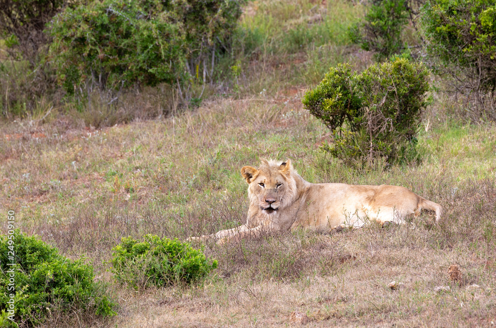 lion at rest lion at rest