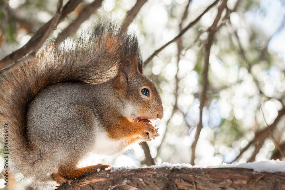 Obraz premium squirrel snow winter