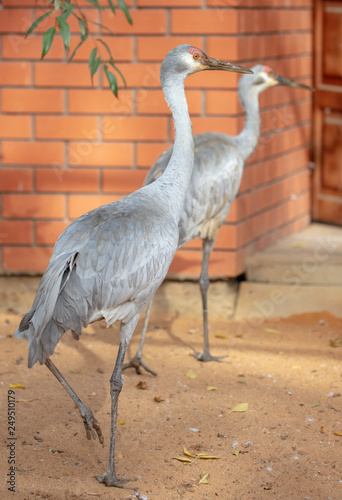 Portrait of a heron in the park photo