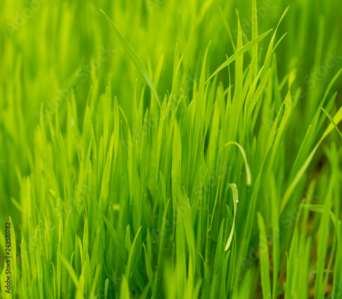Green grass on nature as background