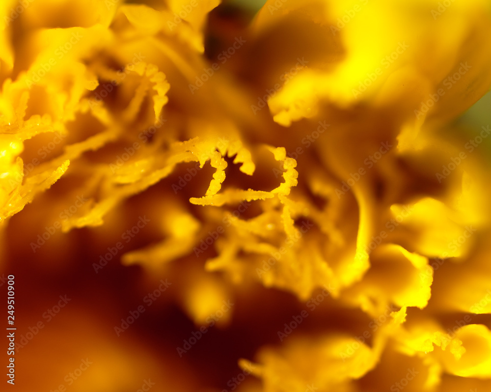 Yellow pollen in flower as background Yellow pollen in flower as background
