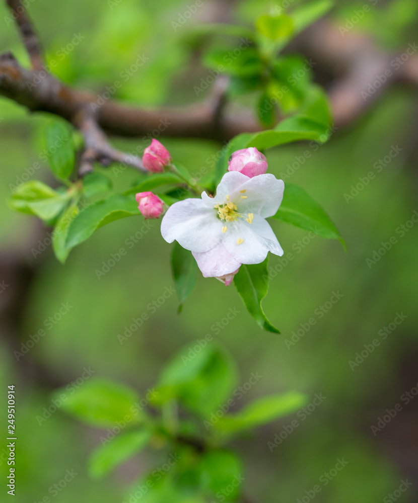 Flowers on the branches of apple trees in spring