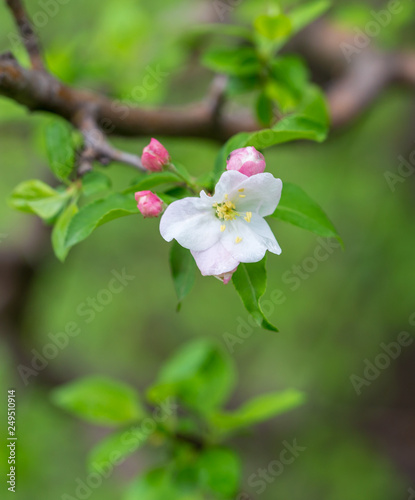 Flowers on the branches of apple trees in spring