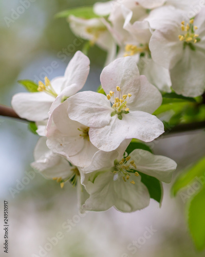 Flowers on the branches of apple trees in spring