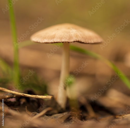 Inedible mushroom in the forest