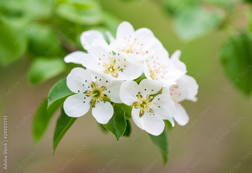 Flowers on pear branches in spring Flowers on pear branches in spring
