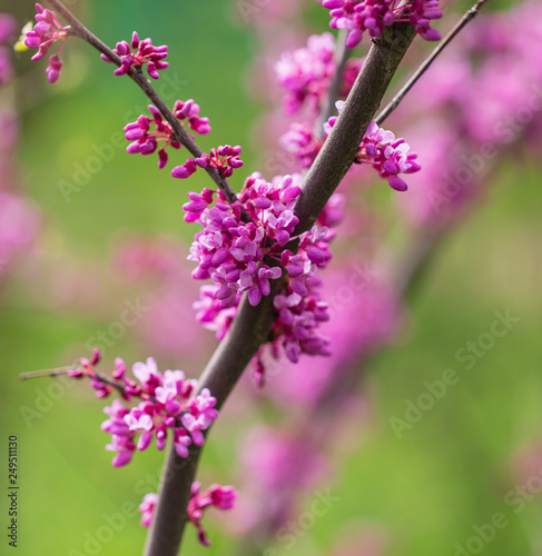 Beautiful purple flowers on a tree in spring