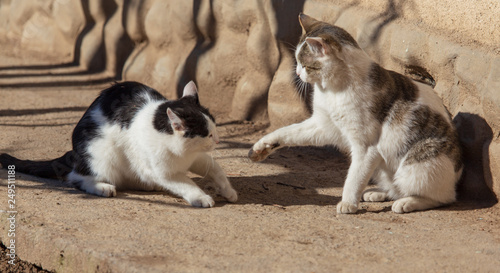 Two cats fighting in nature