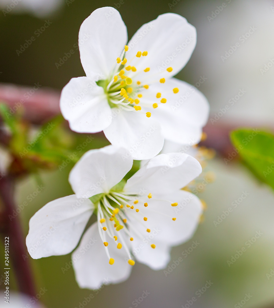Obraz premium Flowers on the branches of cherry in spring