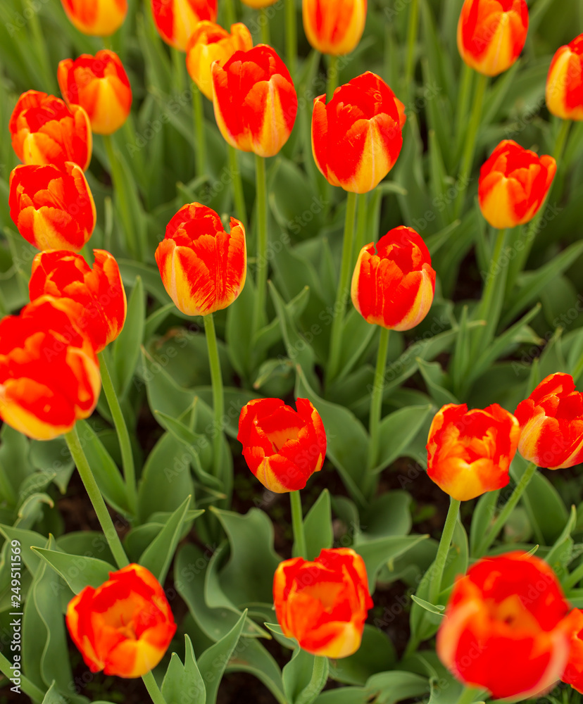 Red tulips in the park as background