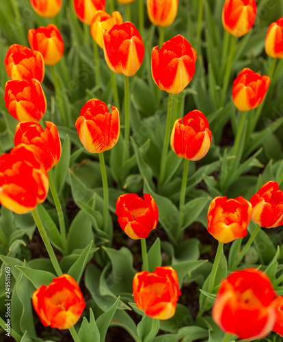 Red tulips in the park as background