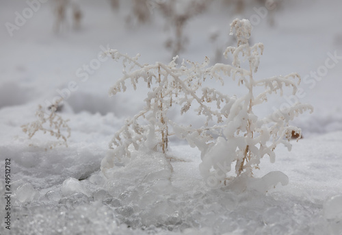 plants in ice © serikbaib