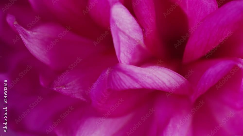 Deep pink petals close-up Deep pink petals close-up