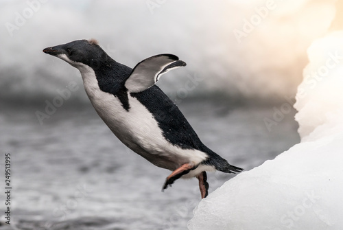 Adelie Penguin, juvenile on ice, Paulet island, Antarctica