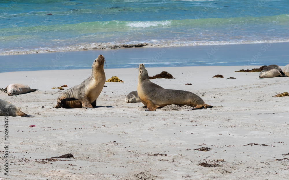 Fototapeta premium Wild Australian sea lions or Neophoca cinerea at seal bay on Kangaroo Island SA Australia