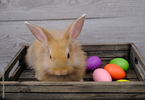 Little rabbit with Easter eggs on a wooden background