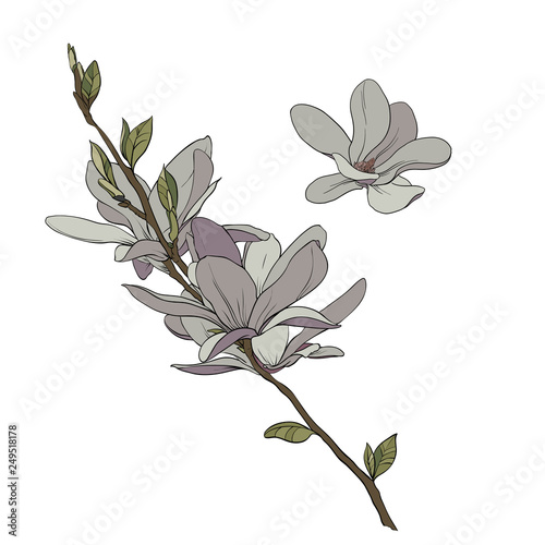 Fototapeta Naklejka Na Ścianę i Meble -  magnolia vector drawing