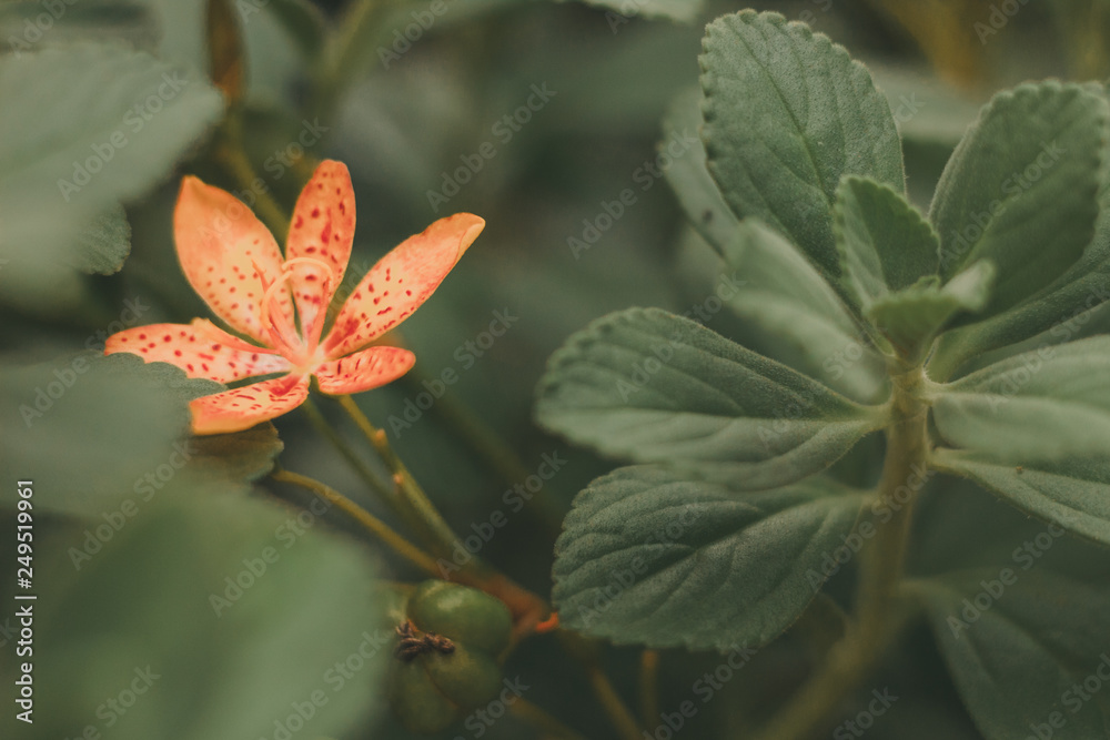 red flower in garden red flower in garden