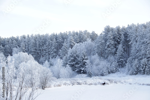 winter landscape with trees  © andrey