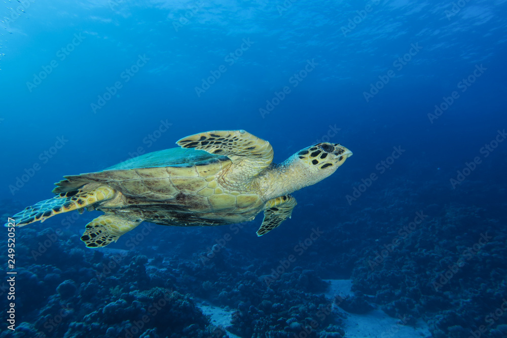 Obraz premium sea turtle