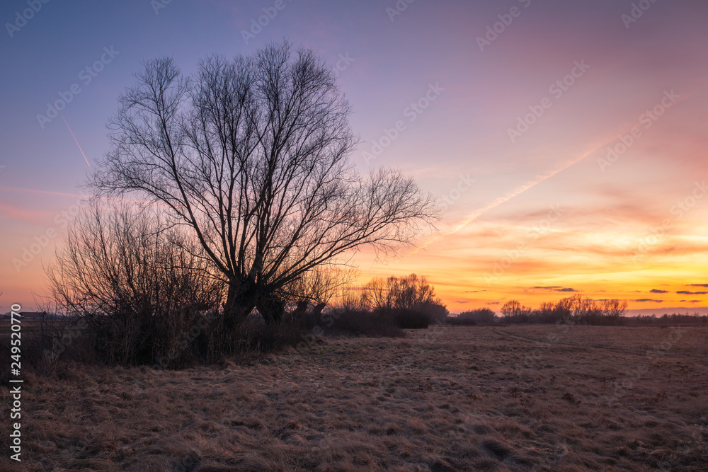 Twilight over willow in the meadow somewhere in Masovia, Poland