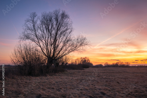 Twilight over willow in the meadow somewhere in Masovia, Poland