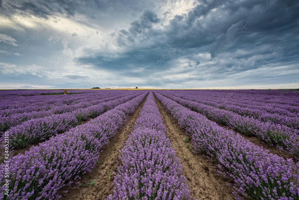 Obraz premium Lavender field before storm / Stunning view with lavender field and heavy clouds hanging over it