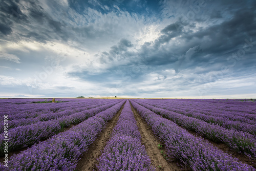 Lavender field before storm
