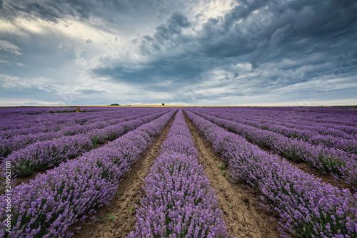 Lavender field before storm / Stunning view with lavender field and heavy clouds hanging over it