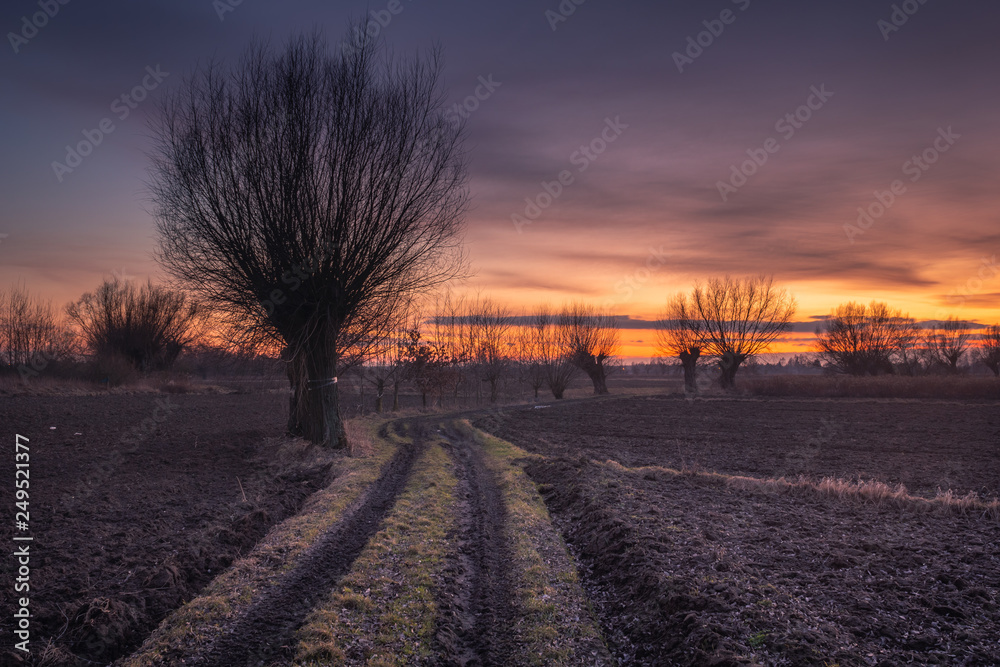Dirt road among willows at dusk somewhere in Masovia, Poland