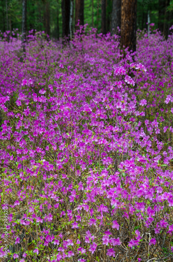 Ledum. The fabulous beauty of our spring forests and hills. The first spring flowers on the forest edge. Ledum. The fabulous beauty of our spring forests and hills. The first spring flowers on the forest edge.